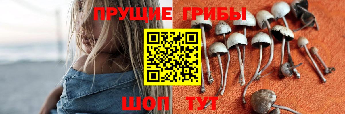Псилоцибиновые грибы GOLDEN TEACHER Шарыпово